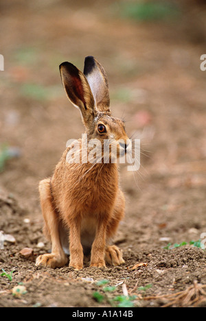 Europäischer Feldhase Lepus Capensis (oder Lepus Europaeus) Erwachsene in Ackerfläche Essex England Stockfoto