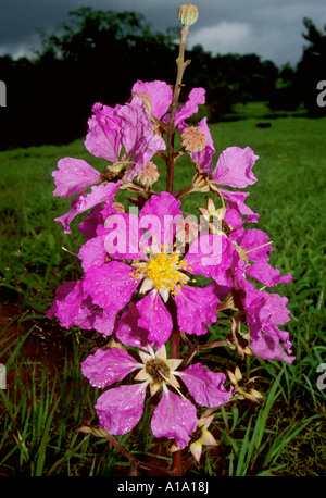 Jarul - Lagerstroemia Speciosa. Staatliche Blume des Maharashtras, Tamhini Maharashtra, Indien Stockfoto