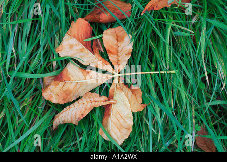 Herbst Blatt Rosskastanie Baum gefallen Tote Blätter Stockfoto