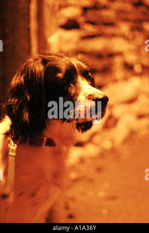 Haustier Hund auf nächtlichen Spaziergang im Stadtgebiet der Stadt English Springer Spaniel Stockfoto