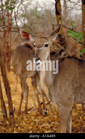 Weibliche große Kudu, Tragelaphus Strepsiceros, Horntiere Stockfoto