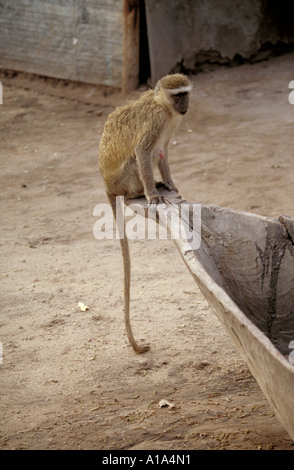 Vervet Affen oder Green Monkey, Chlorocebus Pygerythrus Sy führen aethiops Stockfoto