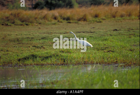 Große oder gemeinsame Reiher, Ardea Alba, Ardeidae, Schreitvögel Stockfoto