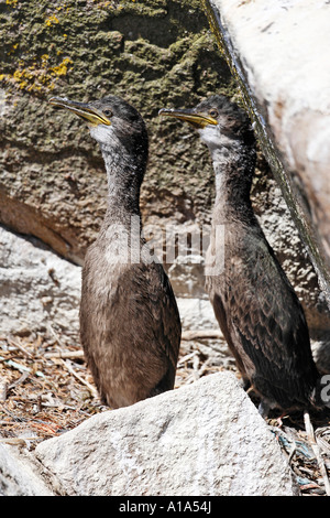 Juvenile krähenscharbe (phalacrocorax Aristotelis), Saltee Inseln, Inseln, Wexford, Irland Stockfoto