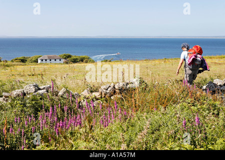 Ein Wanderer geht auf das einzige Haus auf der Insel, Saltee Inseln, Inseln, Wexford, Irland Stockfoto