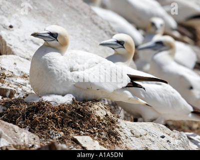 Basstölpel auf dem Nest mit Cub (Phoca vitulina), Saltee Inseln, Wexford, Irland Stockfoto