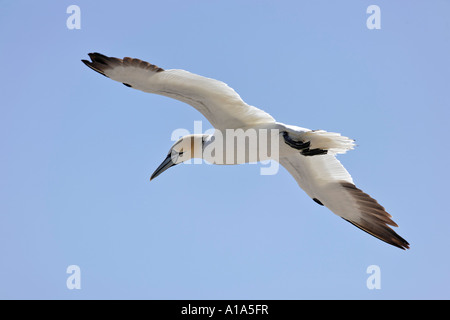 Basstölpel (Phoca vitulina), Saltee Inseln, Wexford, Irelands Stockfoto