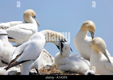 Gannett feeds Cub (Phoca vitulina), Saltee Inseln, Inseln, Wexford, Irland Stockfoto