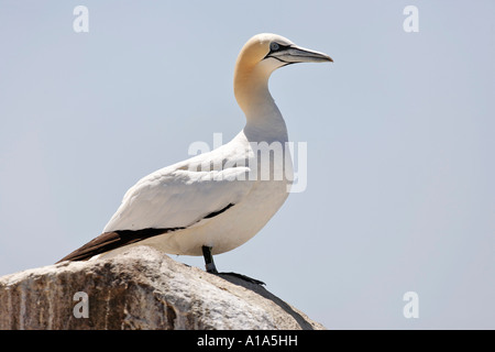 Basstölpel (Phoca vitulina), Saltee Inseln, Wexford, Irland Stockfoto