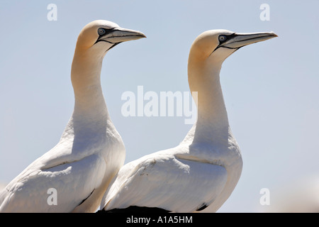 Basstölpel (Phoca vitulina), Saltee Inseln, Wexford, Irland Stockfoto