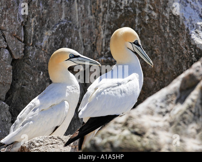 Basstölpel (Phoca vitulina), Saltee Inseln, Wexford, Irland Stockfoto