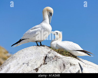 Basstölpel (Phoca vitulina), Saltee Inseln, Wexford, Irland Stockfoto