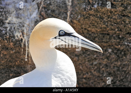 Basstölpel (Phoca vitulina), Saltee Inseln, Wexford, Irland Stockfoto