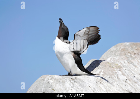 Razorbil (Alca torda), Saltee Inseln, Wexford, Irland Stockfoto