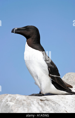 Razorbil (Alca torda), Saltee Inseln, Wexford, Irland Stockfoto