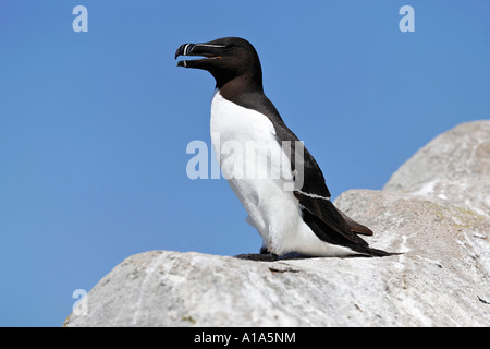 Razorbil (Alca torda), Saltee Inseln, Wexford, Irland Stockfoto