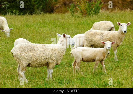 Schafe und Lämmer in grünen Wiese weiden Stockfoto