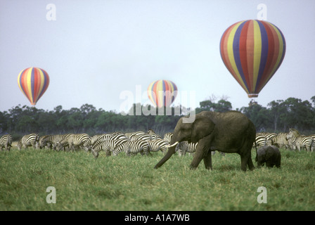 Drei heiße Luftballons fliegen über Zebras und Elefanten Stockfoto