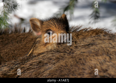 Wildschwein-Ferkel auf der Rückseite der Sau im Schnee (Sus Scrofa) Stockfoto