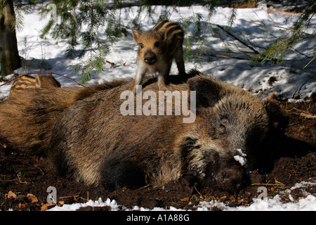 Wildschwein, Sau mit Ferkeln (Sus Scrofa) Stockfoto