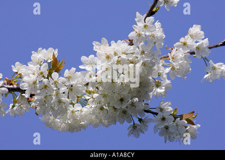 Zierkirsche (Prunus Avium) Stockfoto