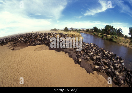 Riesige Herde Gnus kommen bei den Mara River Masai Mara National Reserve Kenia in Ostafrika zu trinken Stockfoto