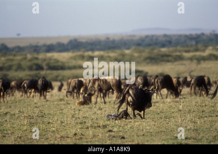 Weibliche Gnus, die kämpfen, um unmittelbar nach der Geburt aufstehen Stockfoto