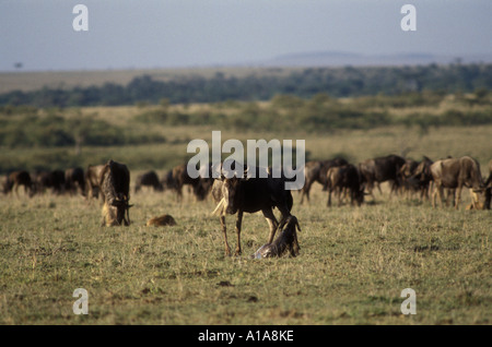 Weibliche Gnus drehen Runde zu betrachten ihr neugeborenes Kalb Stockfoto