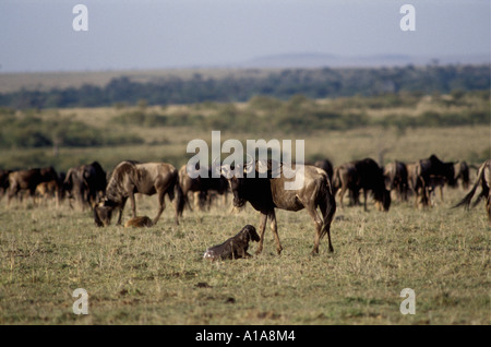 Weibliche Gnus drehen Runde zu betrachten ihr neugeborenes Kalb Stockfoto