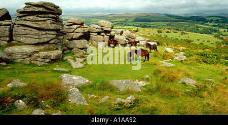 Dartmoor Ponys Devon UK Stockfoto