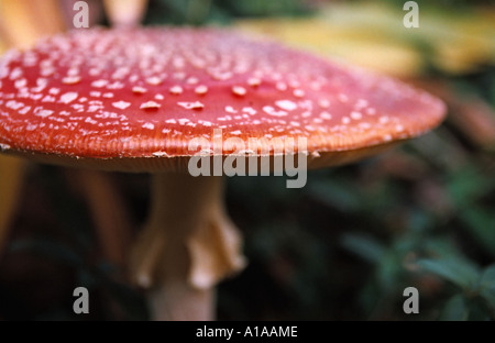 Fliegenpilz Pilz Stockfoto