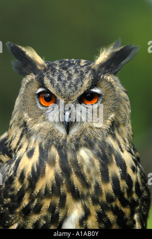 Uhu (Bubo Bubo) Stockfoto