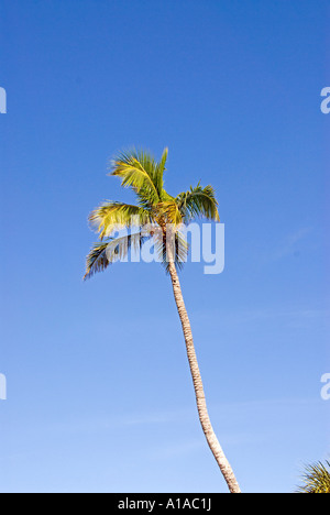 Einzelne Kokosnuss-Palme gegen blauen Himmel Stockfoto