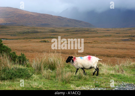 Schafe in den Connemara National Park, connacht, Irland, Europa Stockfoto