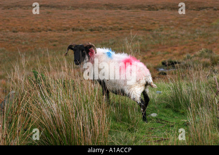 Schafe in den Connemara National Park, connacht, Irland, Europa Stockfoto