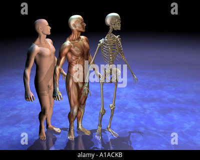 Anatomische Darstellung Mann mit Haut, Muskulatur und Skelett Stockfoto