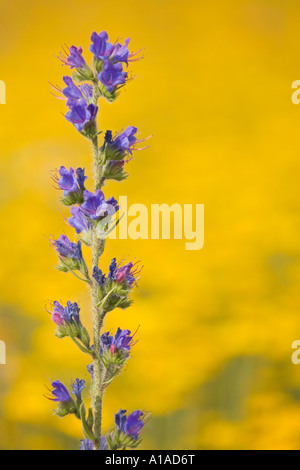 Der Viper Bugloss (Echium vulgare) Stockfoto