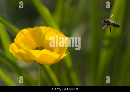 Island-Mohn (Papaver Nudicaule) mit Biene Stockfoto