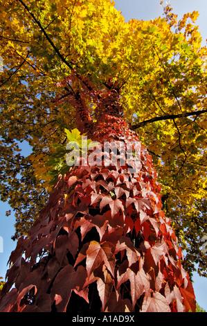 5-blättrig Efeu (Parthenocissus Quinquefolia) an Ahorn Stockfoto