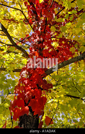 5-blättrig Efeu (Parthenocissus Quinquefolia) an Ahorn Stockfoto