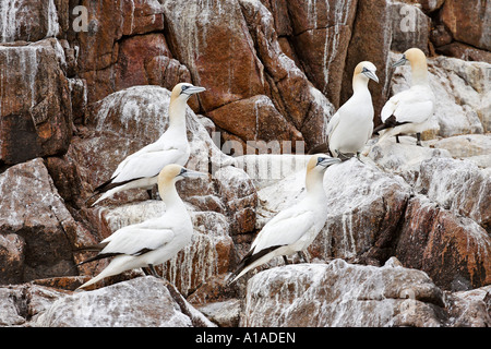 Basstölpel (Phoca vitulina) Saltee Inseln, Irland Stockfoto