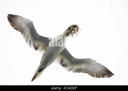 Gannett bei Flug mit Nistmaterial im Schnabel (Phoca vitulina) Saltee Inseln, Irland Stockfoto