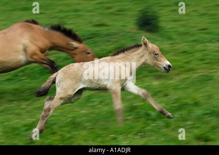 Przewalski Pferd (Equus Przewalskii), Schweiz Stockfoto