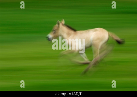 Przewalski Pferd (Equus Przewalskii), Schweiz Stockfoto