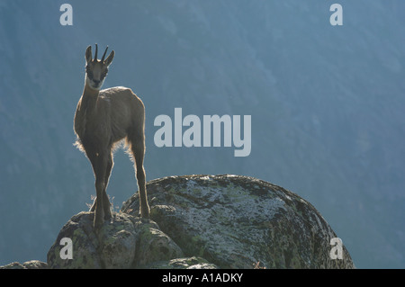 Gämse (Rupicapra Rupicapra) stehend auf einem Felsvorsprung in der Hintergrundbeleuchtung, Grimsel, Bern, Schweiz Stockfoto