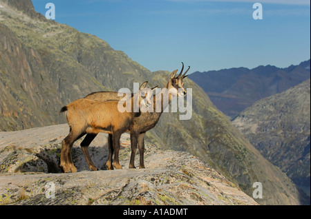 Erwachsene und junge Gämsen (Rupicapra Rupicapra) stehend auf einem Felsvorsprung, Grimsel, Bern, Schweiz Stockfoto