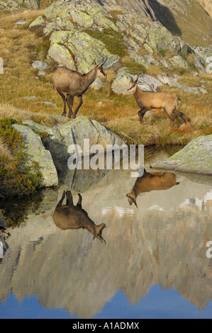 Erwachsene und junge Gämsen (Rupicapra Rupicapra) spiegelt sich in einem Bergsee, Grimsel, Bern, Schweiz Stockfoto