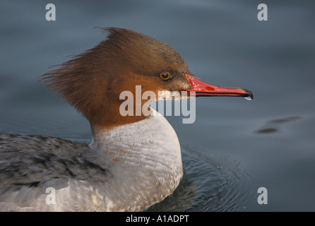 Gänsesäger (Mergus Prototyp), Zugersee, Zug, Schweiz Stockfoto