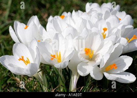 Niederländische Krokus (Crocus Vernus Albiflorus) Stockfoto