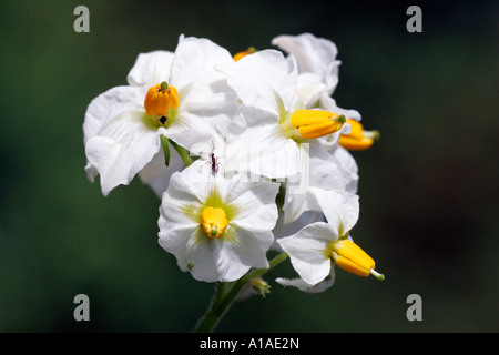 Blühende Kartoffelpflanze (Solanum Tuberosum) Stockfoto